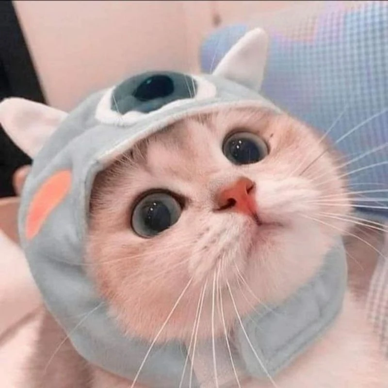 Mèo cute 1