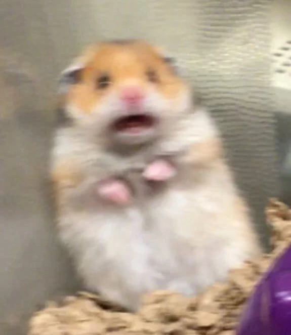 Hamster meme đáng yêu