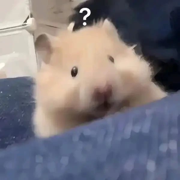 Hamster meme dễ thương