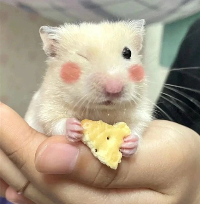 Hamster meme vui vẻ