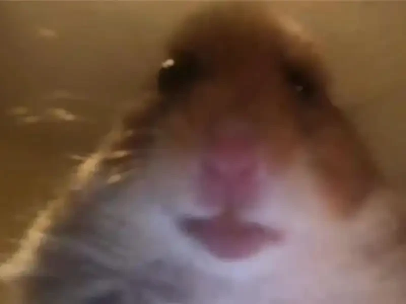 Hamster meme ngộ nghĩnh