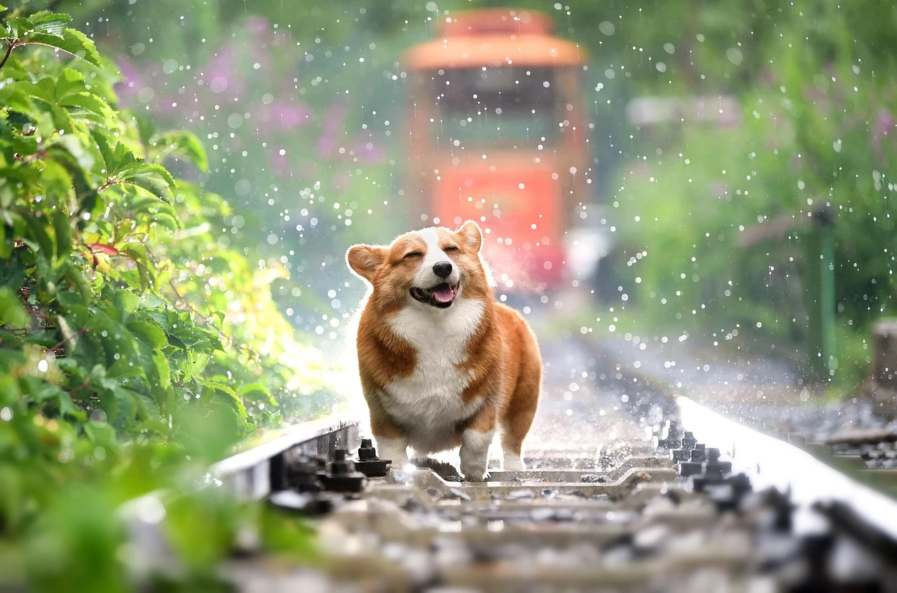 Chó Corgi dễ thương