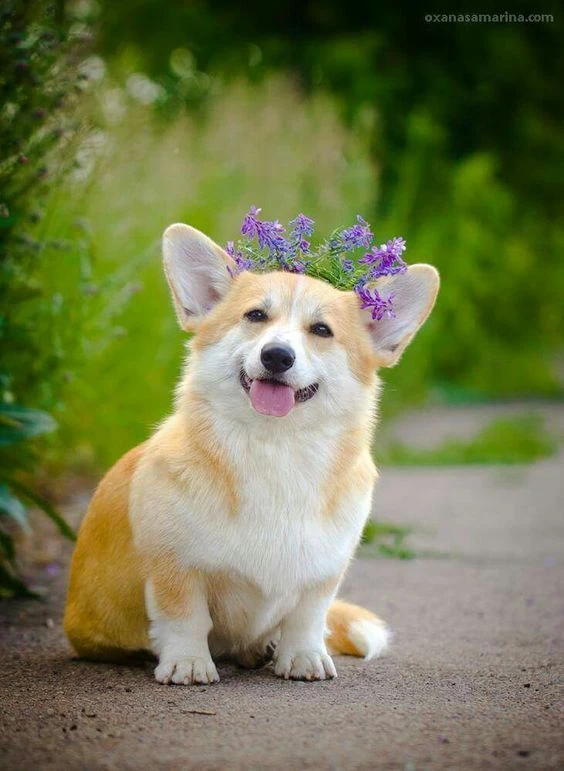 Hình nền Corgi cá tính