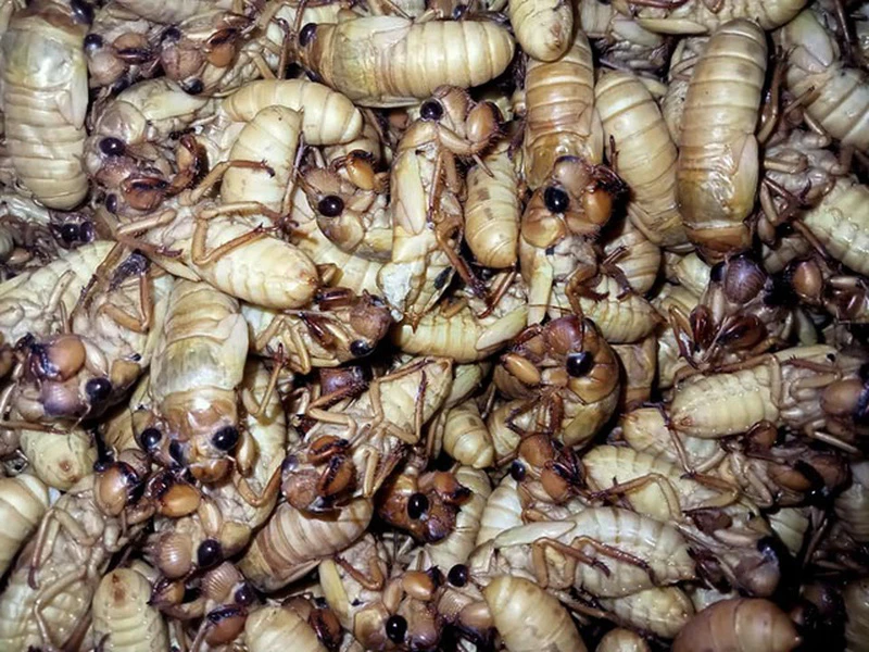 Chế biến ve sầu