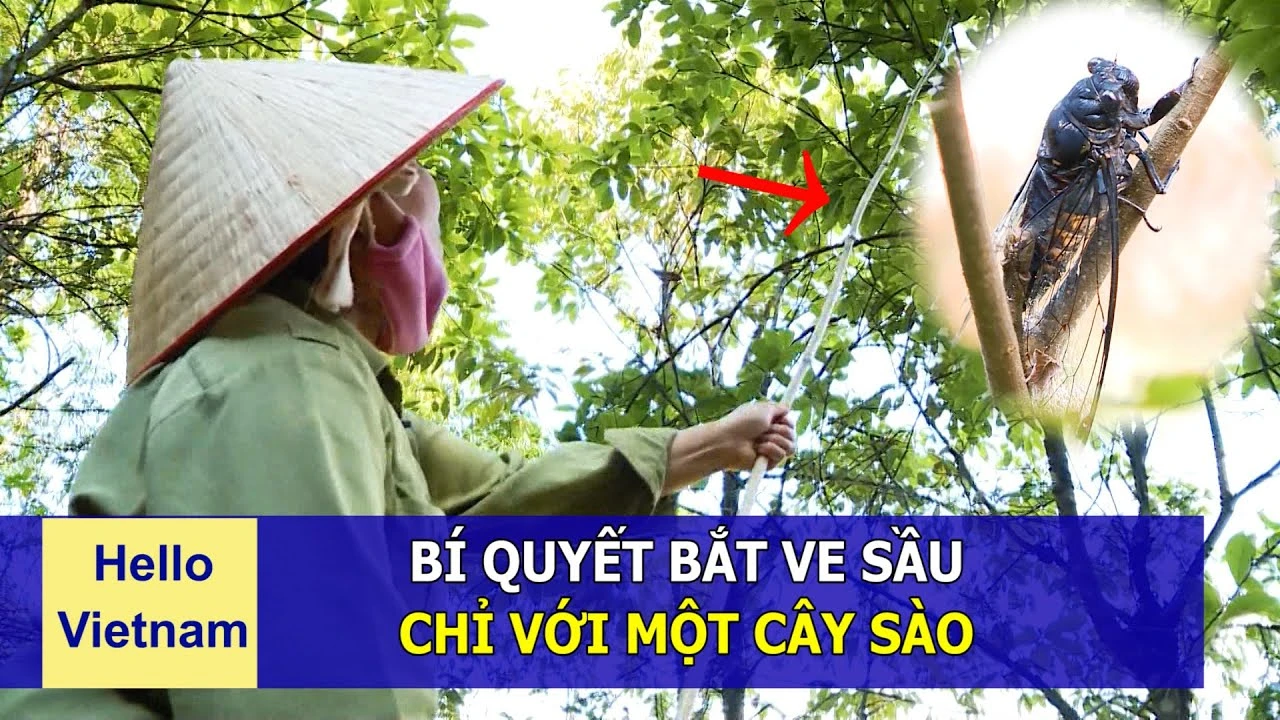 Ve sầu trong tự nhiên