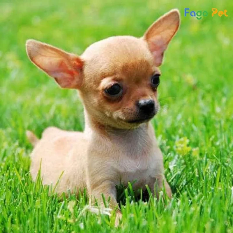 Chó Chihuahua trong trang phục thời trang