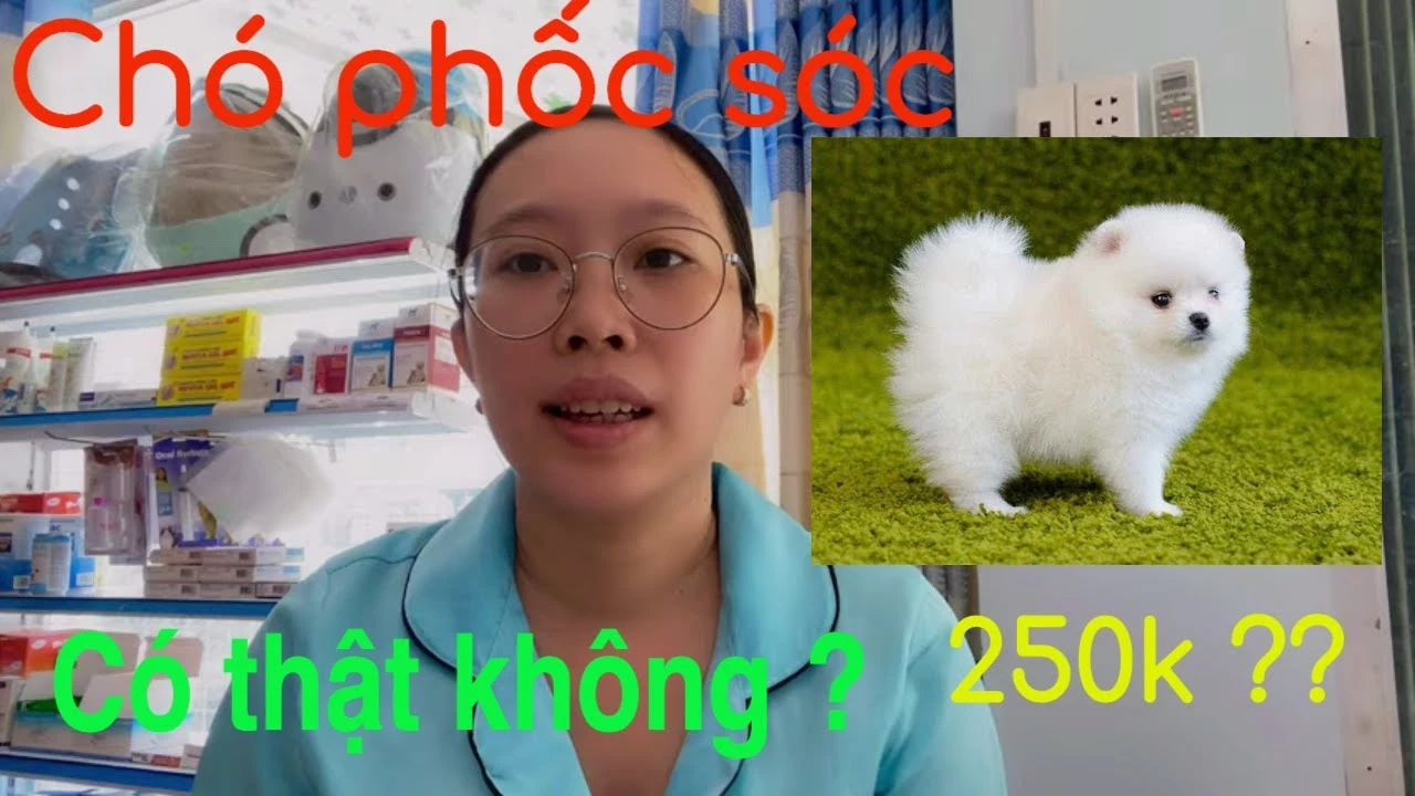 Chó phốc sóc trong căn hộ