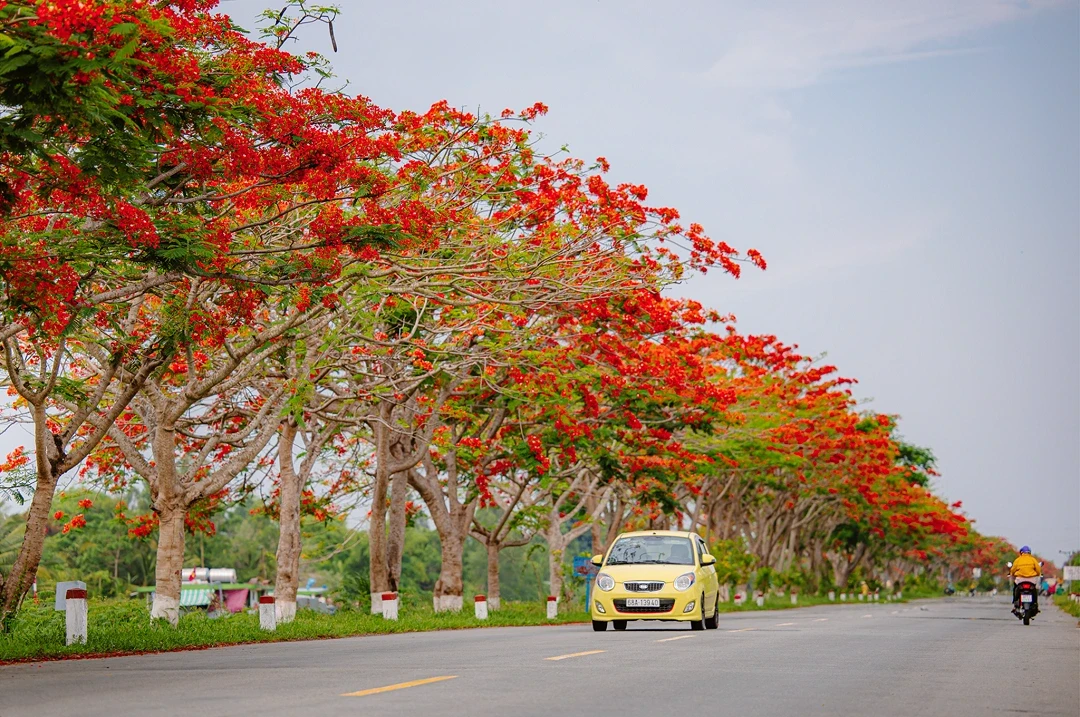 Hình ảnh hoa phượng tuyệt đẹp