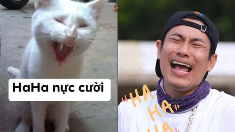 Meme vui nhộn