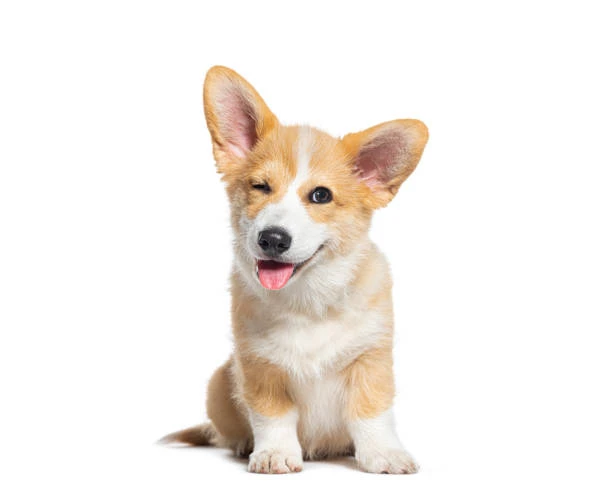 Giống chó Corgi