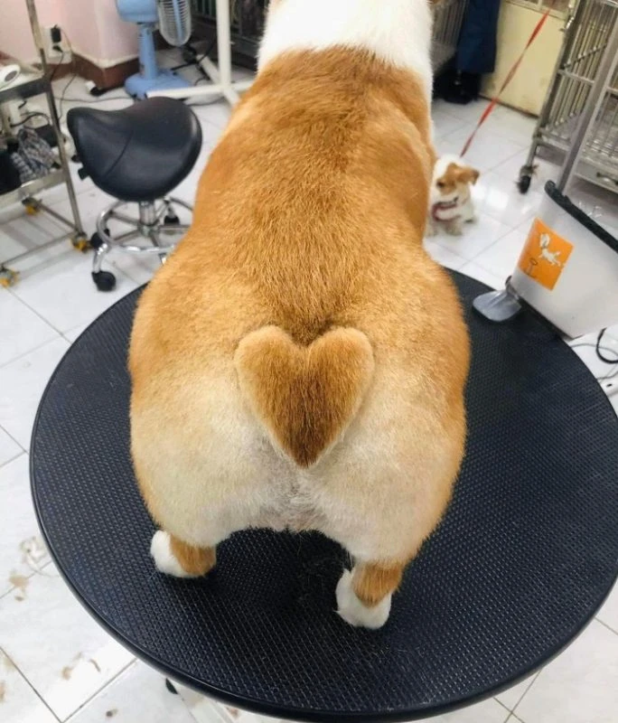 Corgi lùn đáng yêu