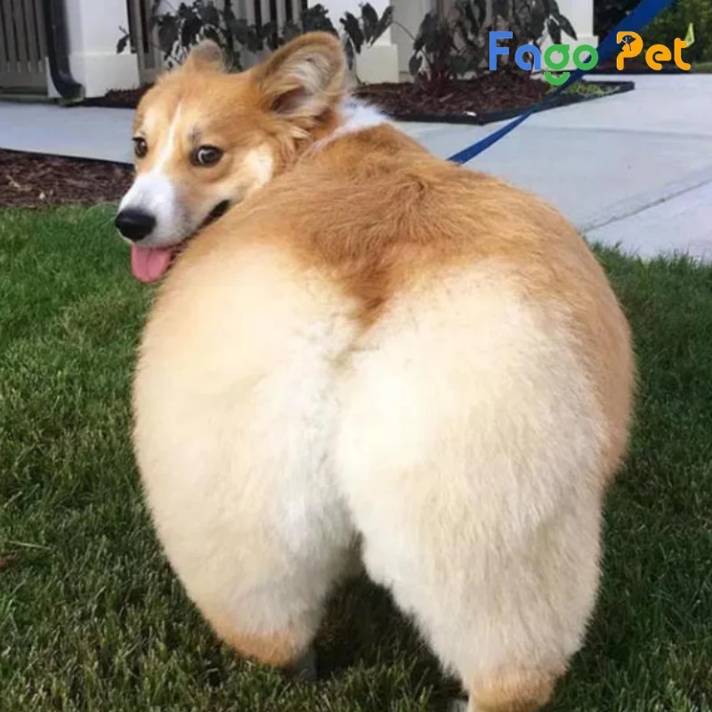 Chó Corgi đáng yêu