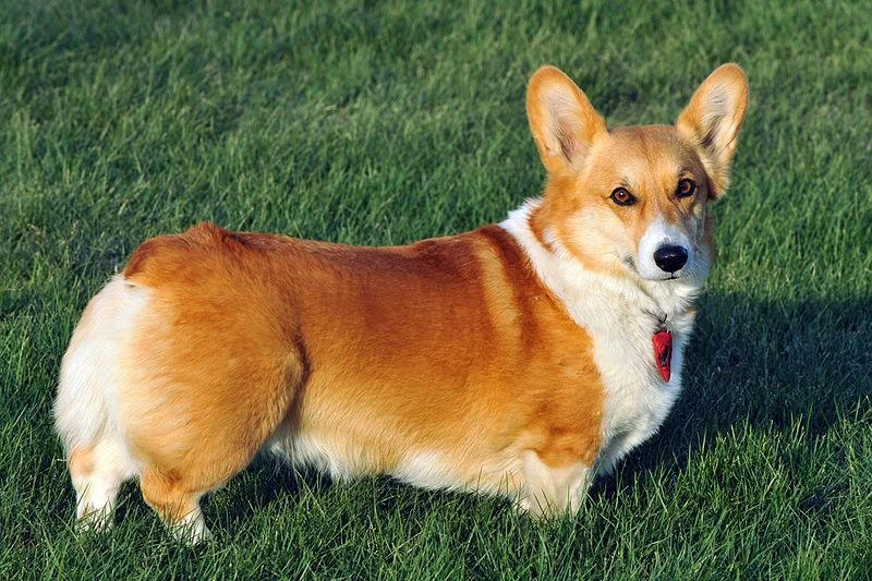 Chó Corgi mông to