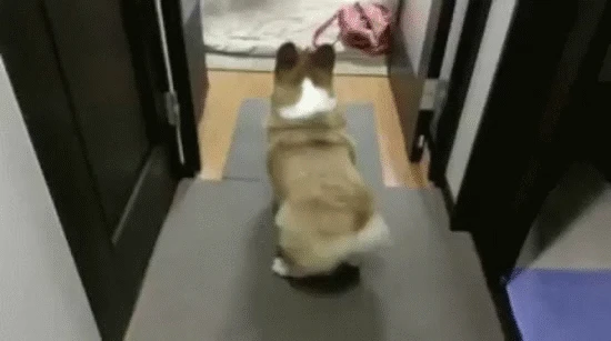 Chó Corgi đáng yêu