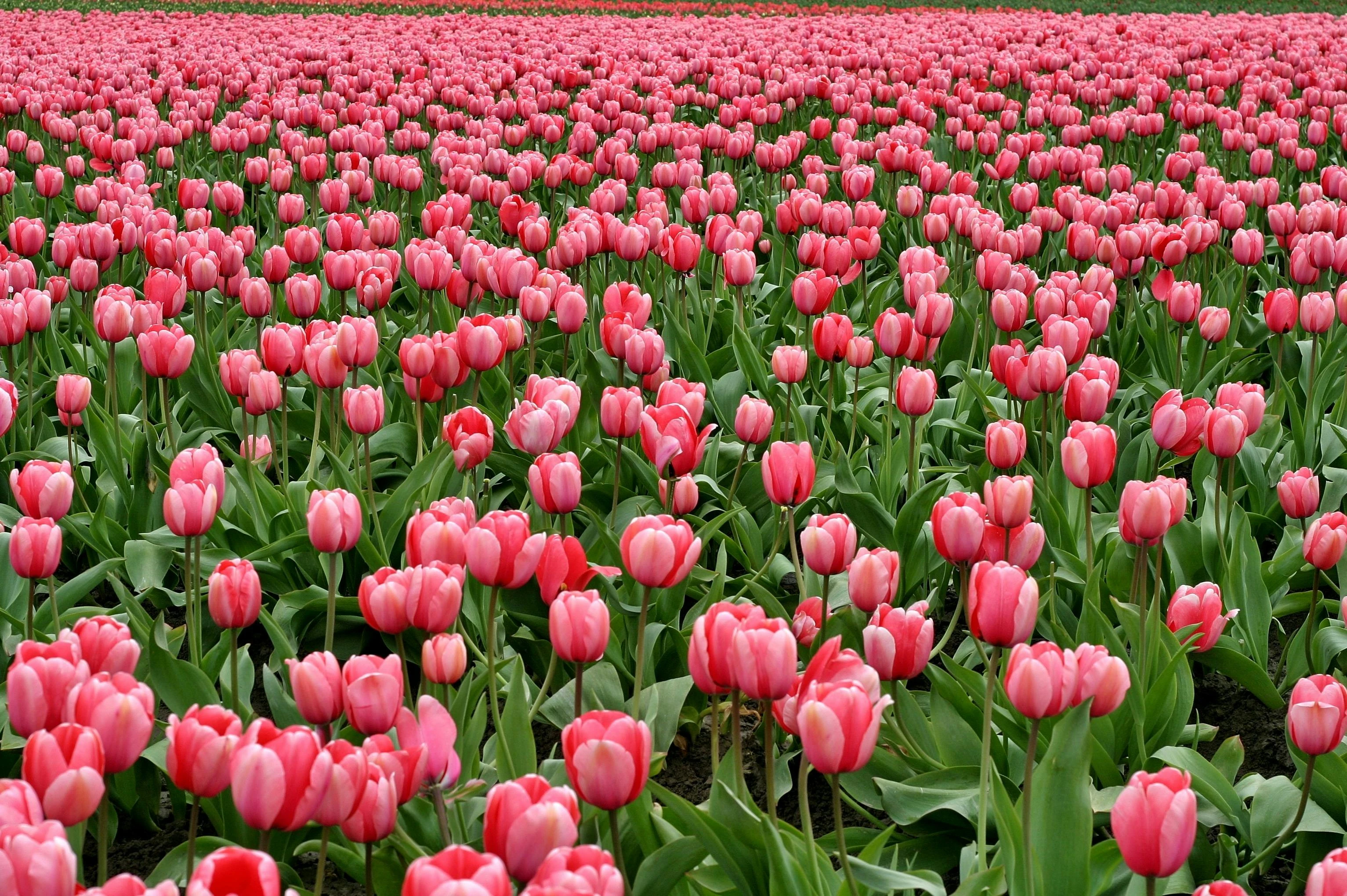 Hình nền hoa tulip 2