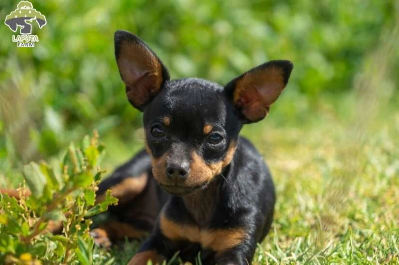 Cách vệ sinh chó Chihuahua