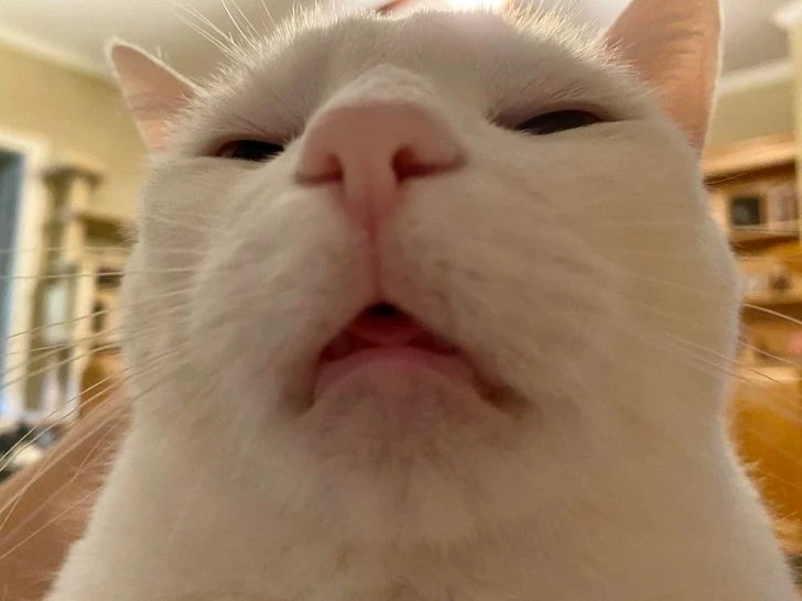 Mèo cười