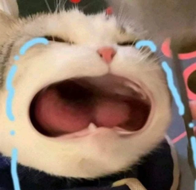 Meme mèo cute