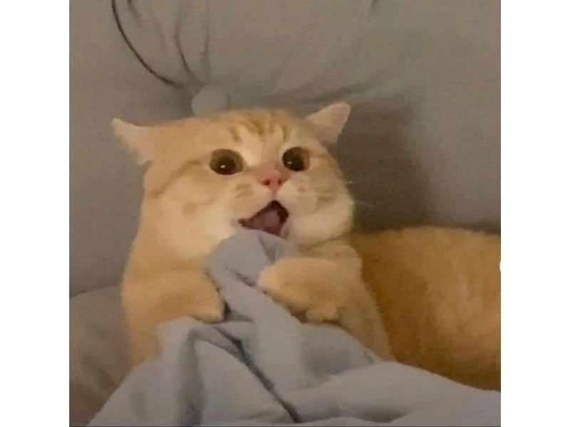Meme mèo dễ thương