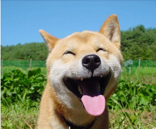 Biểu Cảm Chó