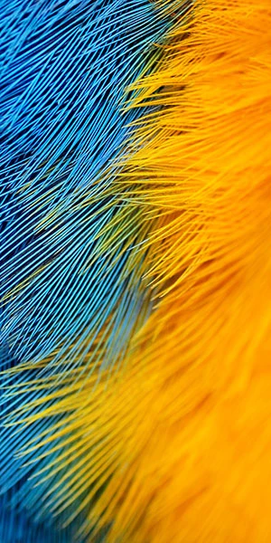 Hình nền Bphone 3