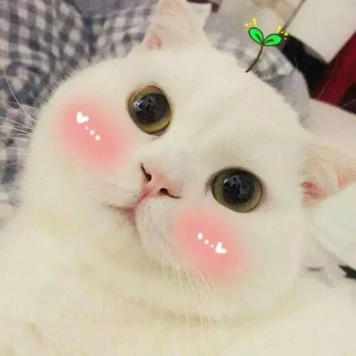 Một chú mèo ngại ngùng đáng yêu