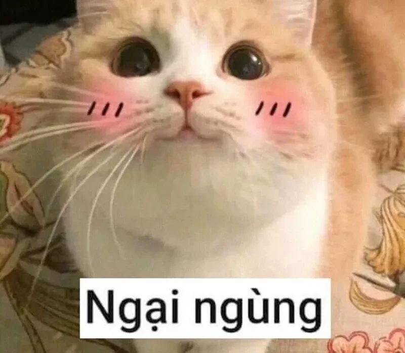 Mèo ngại ngùng hài hước