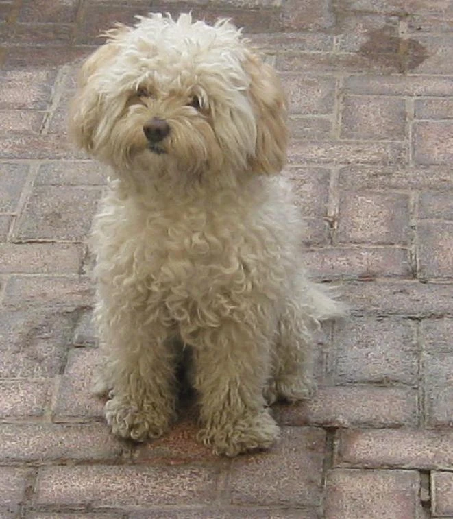 Chó xù