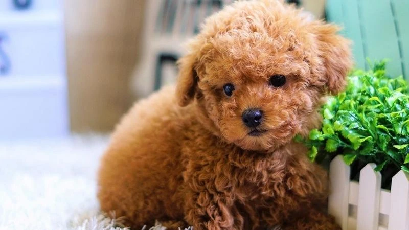 Pomeranian