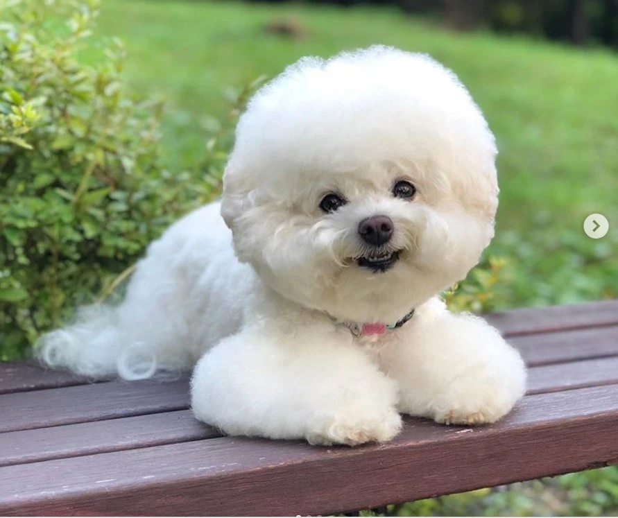 Samoyed