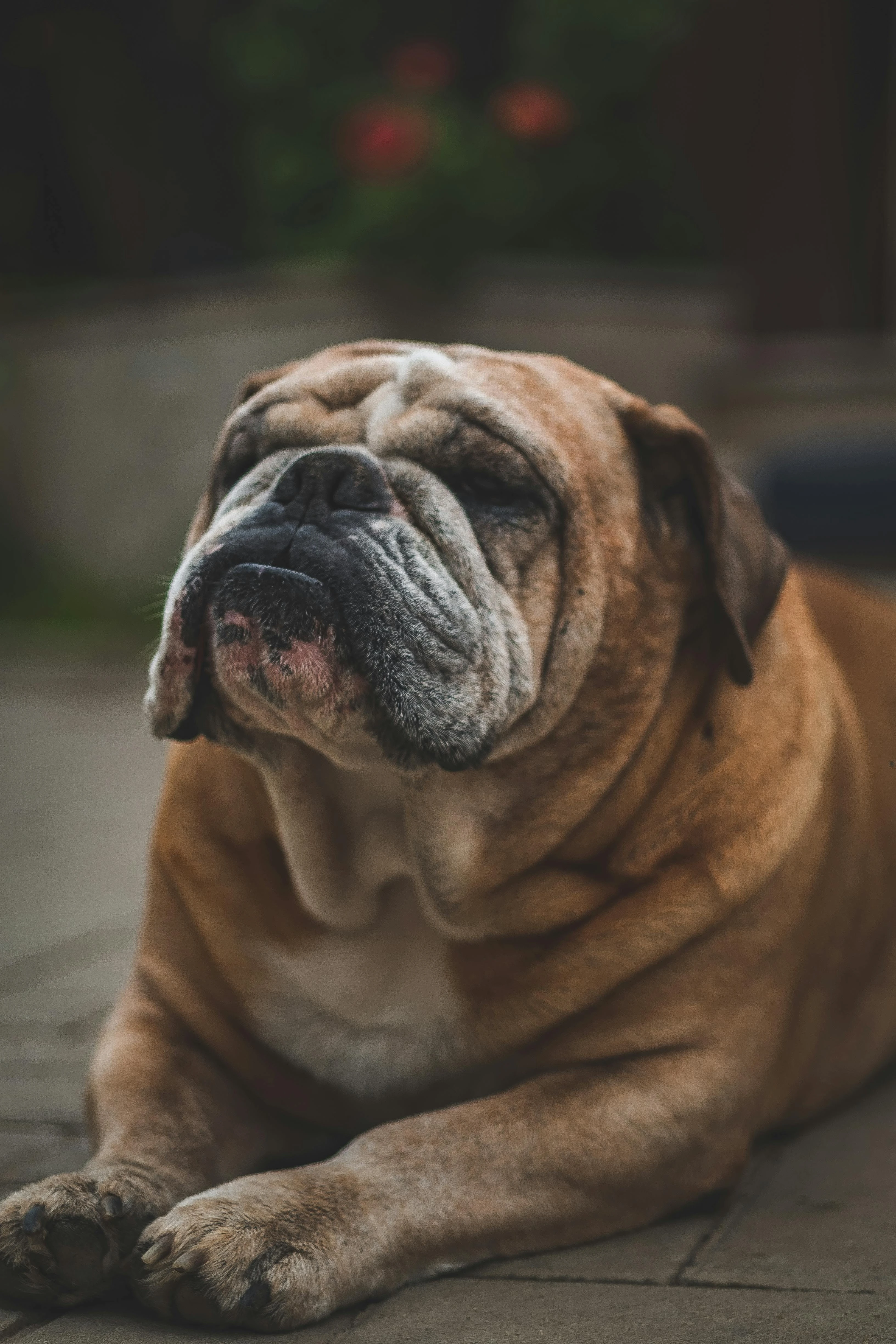 Pug dễ thương