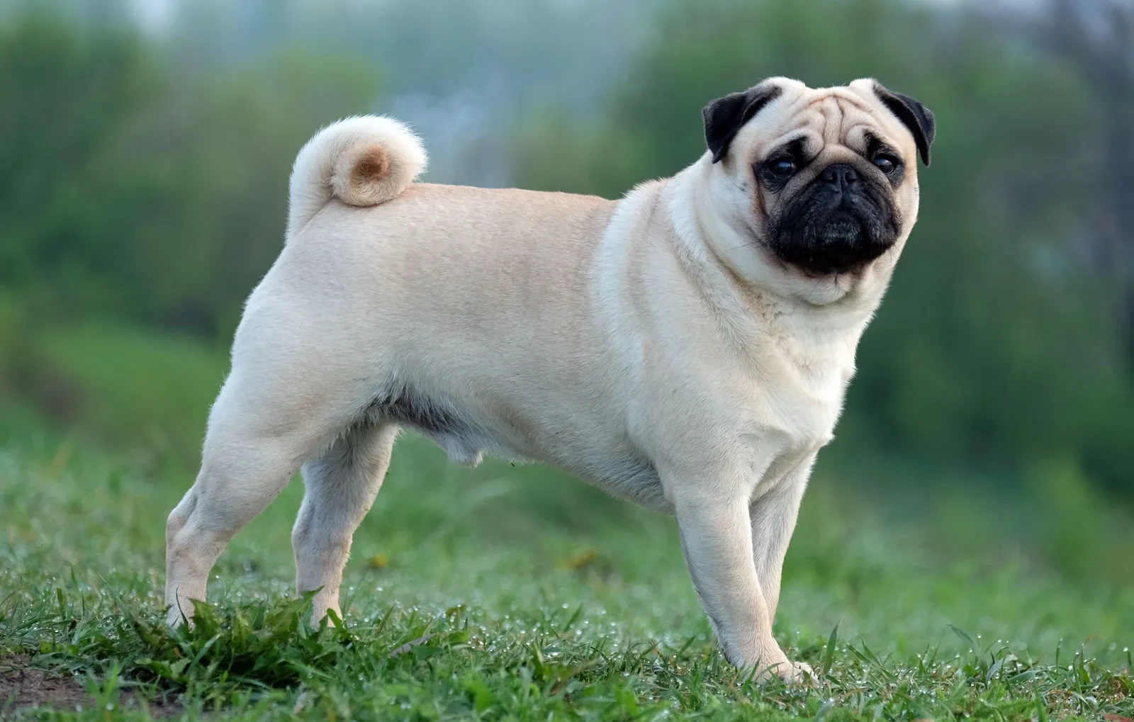 Hình ảnh chó Pug