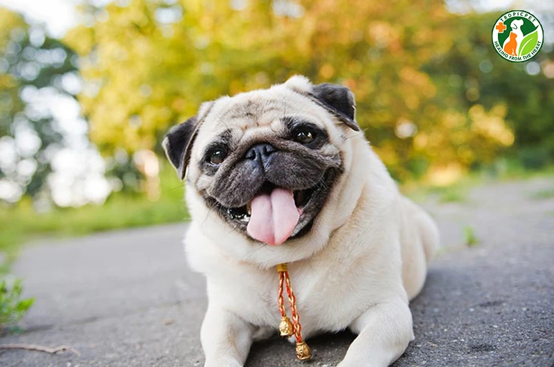 Chó Pug dễ thương