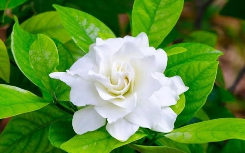 Hình ảnh cây hoa nhài