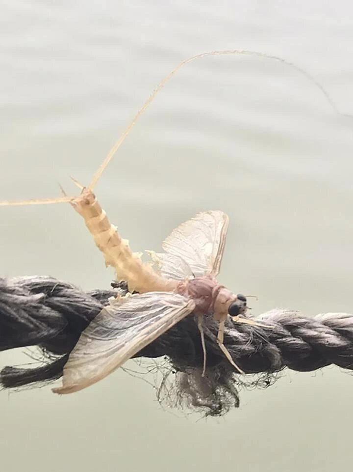Côn vật vờ trên mặt nước