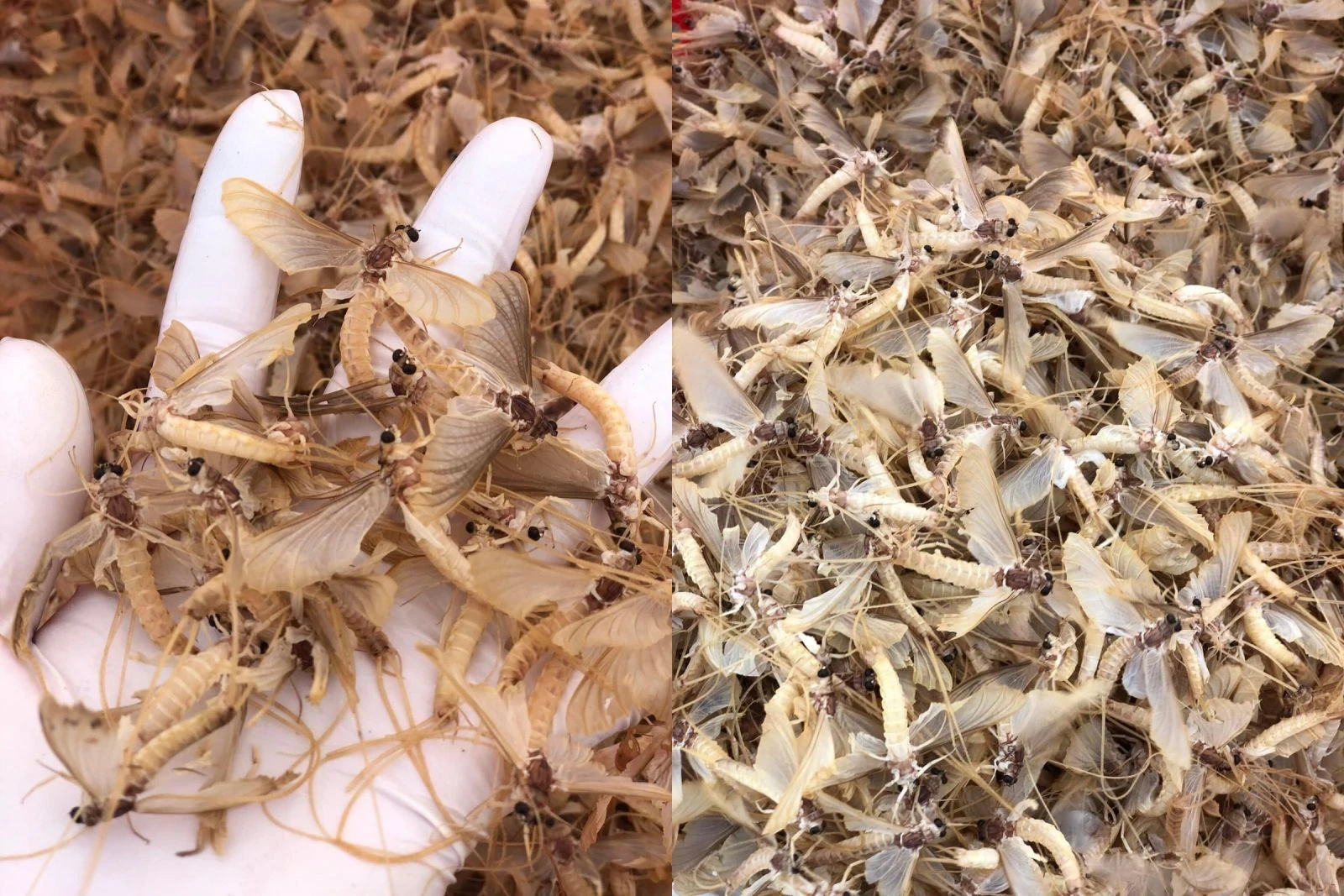 Món ngon từ côn vật vờ