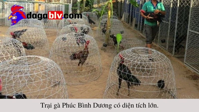 Quy trình nuôi gà