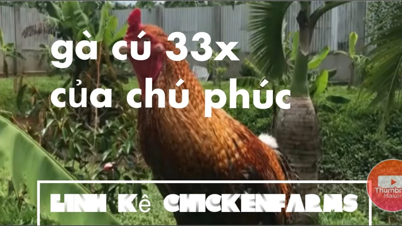 Gà xám đặc trưng