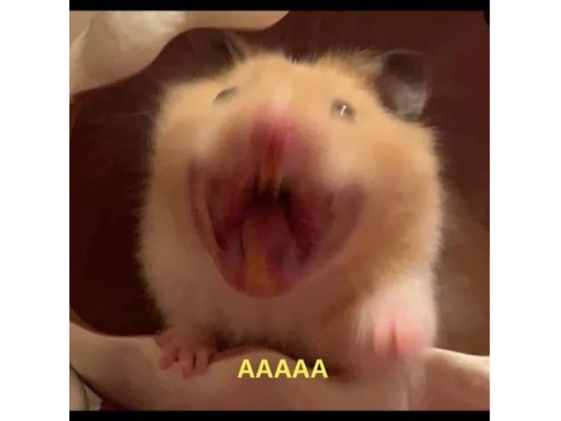 Hamster meme 3