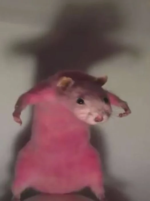Hamster meme 4