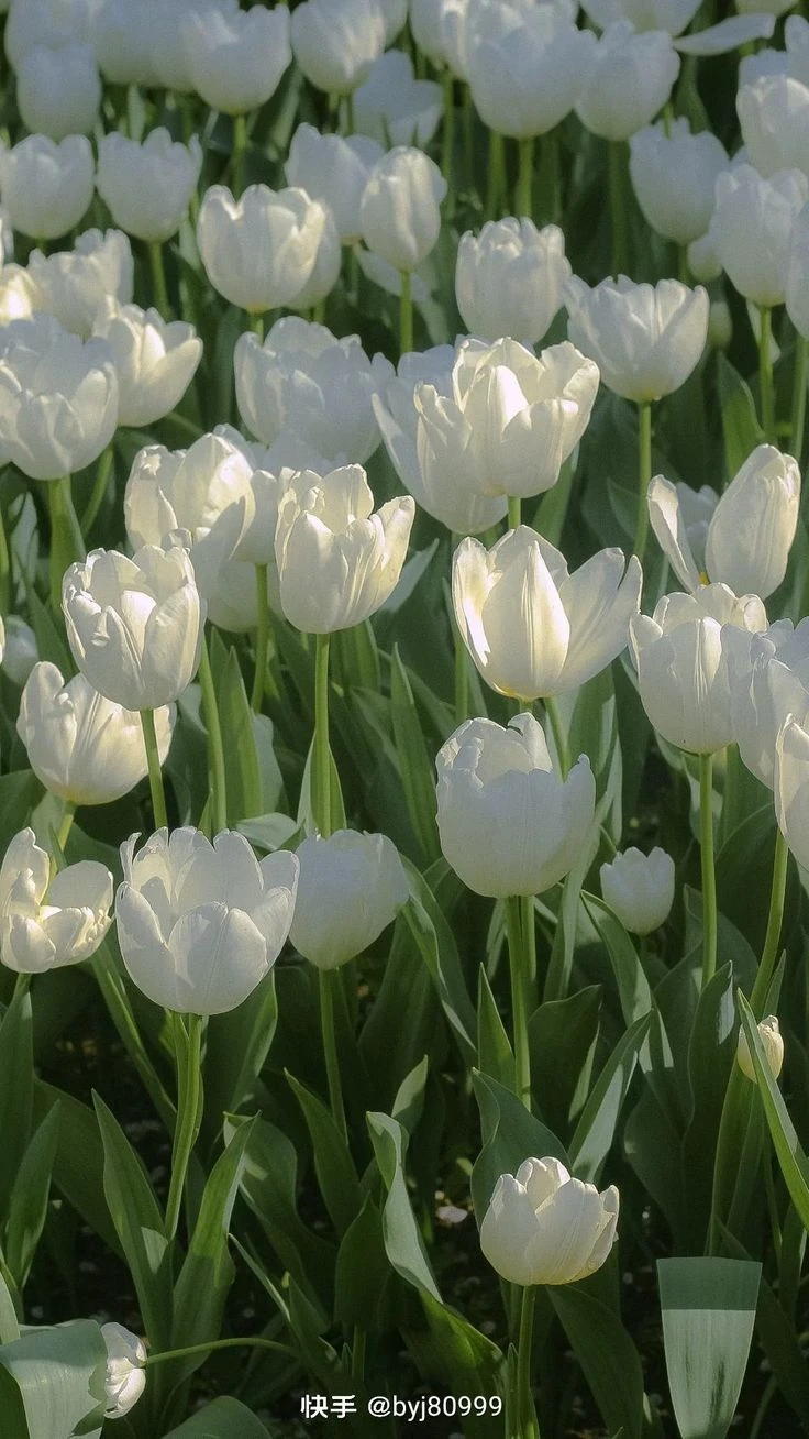 Màu sắc Tươi Sáng của Hoa Tulip
