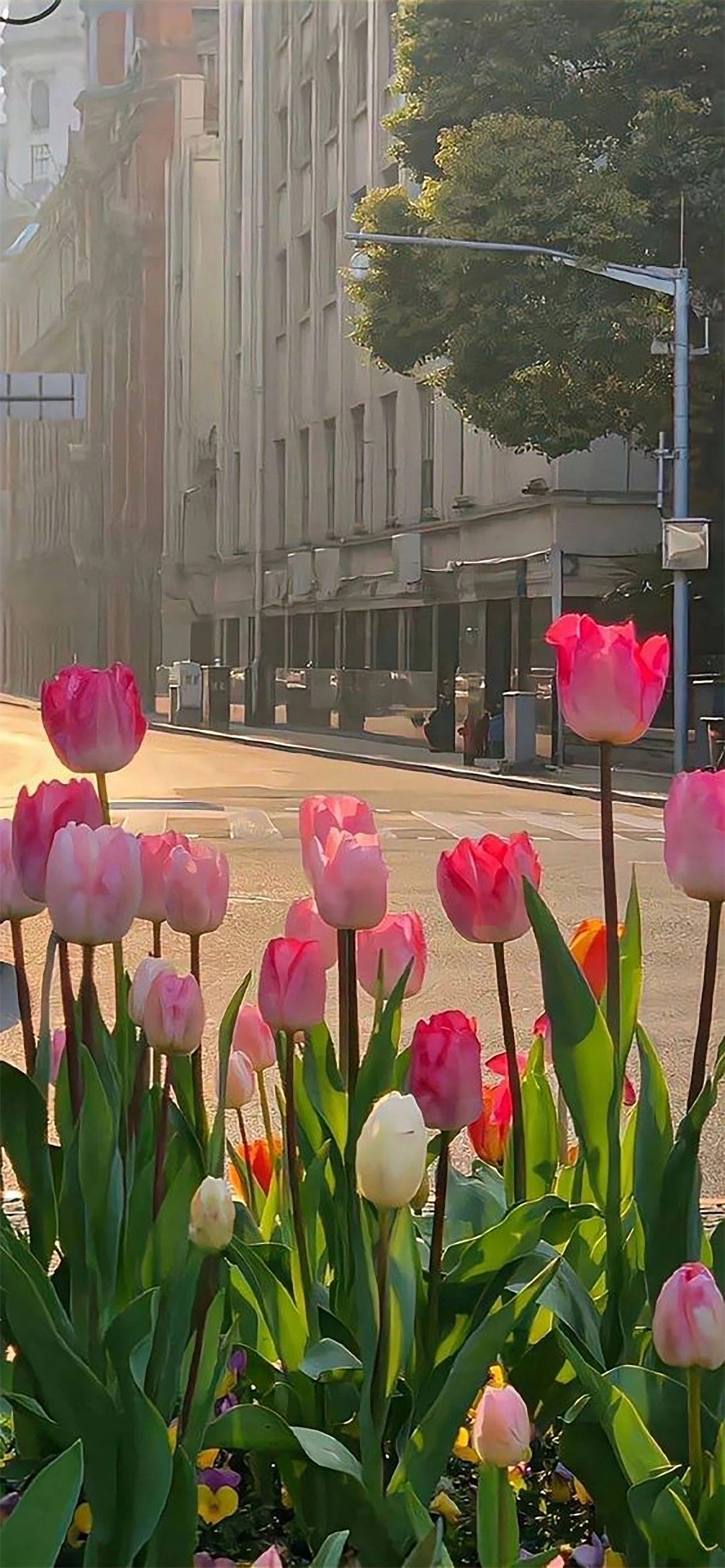 Hình Nền Hoa Tulip Đẹp