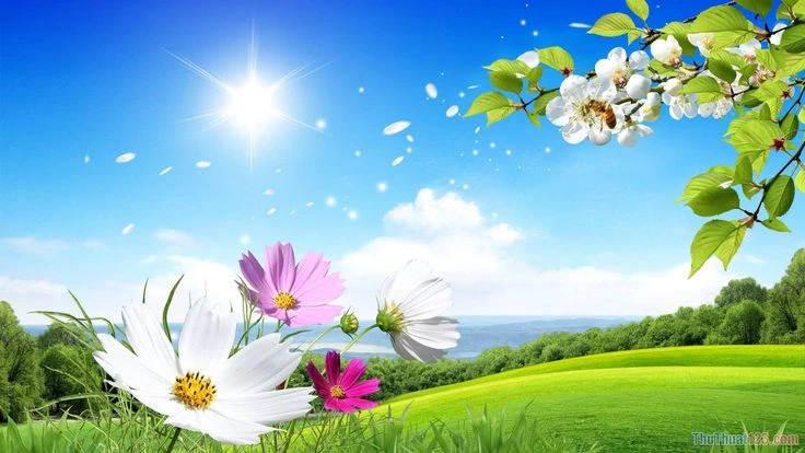 Hình nền cánh đồng hoa