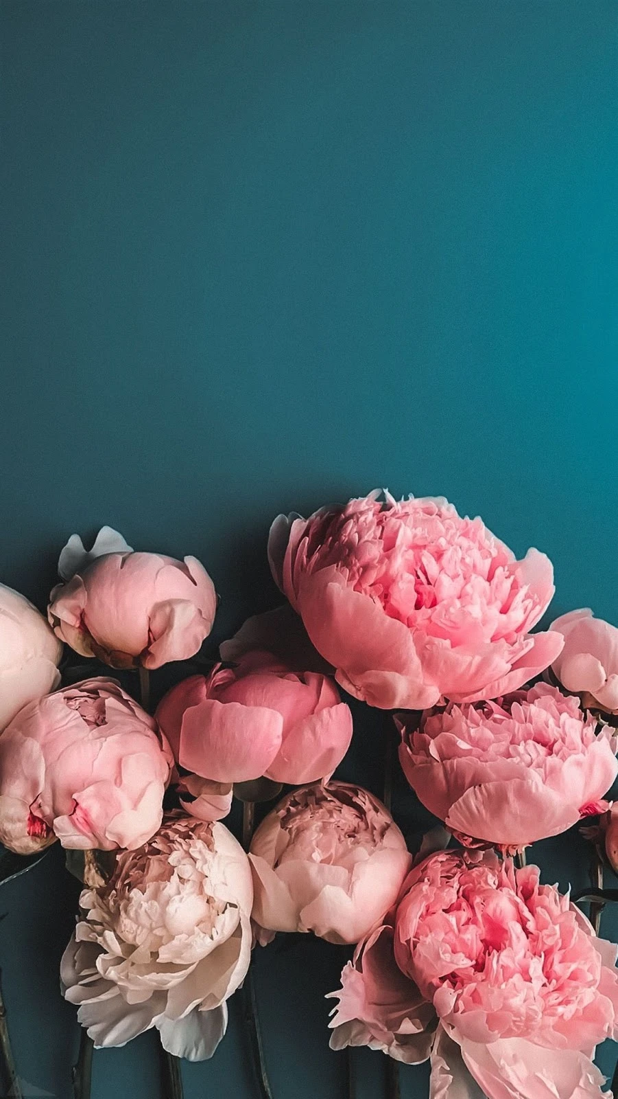 Hình ảnh hoa mẫu đơn đẹp