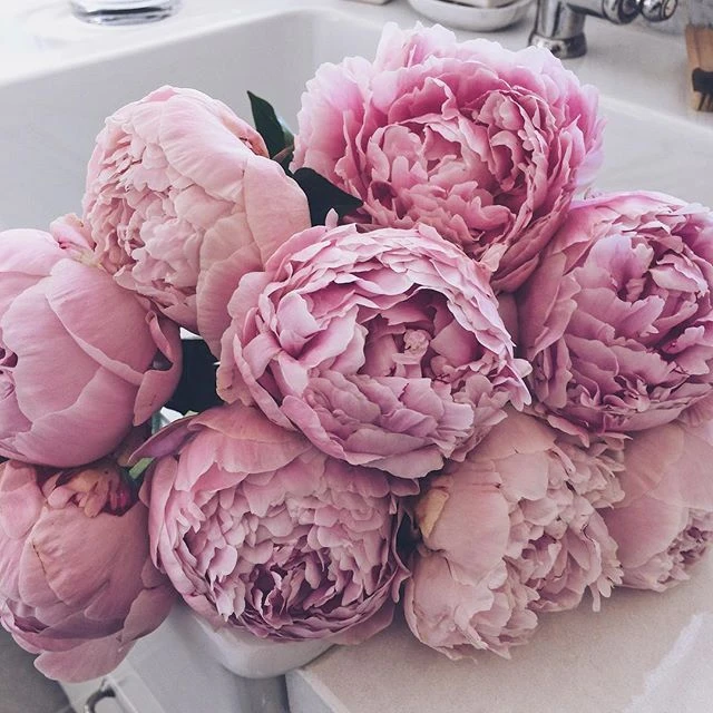 Hình ảnh hoa mẫu đơn quyến rũ