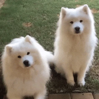 Samoyed