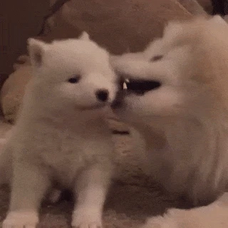 Chó cute