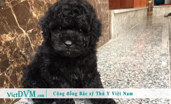 Chó Poodle Màu Đen