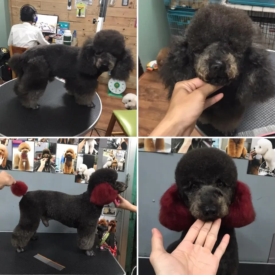 Chó Poodle Nhuộm Màu Hồng