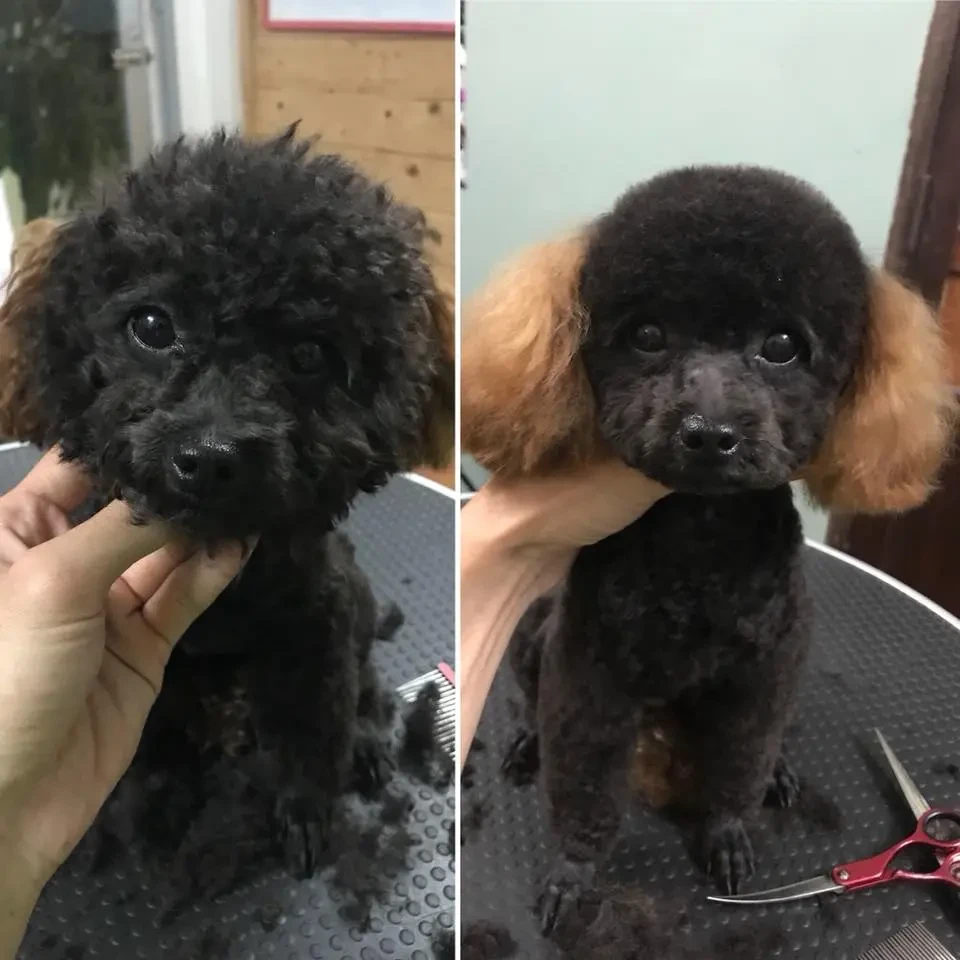 Chó Poodle Nhuộm Màu Trắng